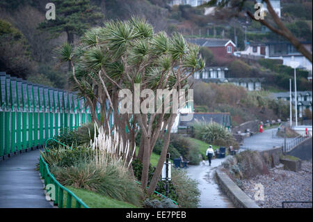 Swansea, Wales, Regno Unito. 14 gennaio, 2015. Regno Unito: Meteo gale force si snoda sulle palme Langland Bay vicino a Swansea questo pomeriggio in quanto il tempo comincia a deteriorarsi. Credito: Phil Rees/Alamy Live News Foto Stock