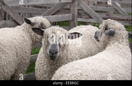 Allevamento di pecore Wensleydale in una penna Foto Stock