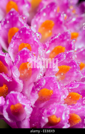 Chiudere l'acqua scende in rosa bouquet di spazzolino da denti di fiori di orchidea o Dendrobium secundum Foto Stock