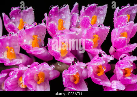 Chiudere l'acqua scende in rosa bouquet di spazzolino da denti di fiori di orchidea o Dendrobium secundum Foto Stock