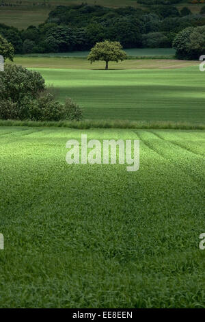 Campi di orzo in Lancashire, England Regno Unito Foto Stock