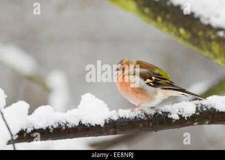Fringuello maschio Foto Stock