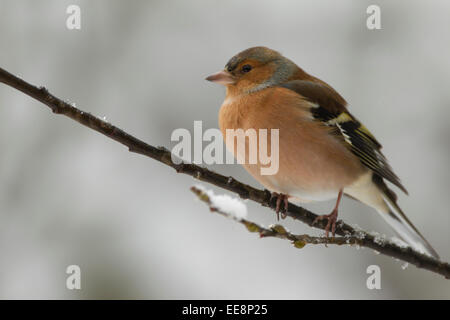 Fringuello maschio Foto Stock