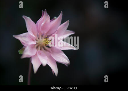 Un clematide forma fiore di Aquilegia (nonna cofano) con morbidi petali di rosa e uno sfondo scuro. Foto Stock