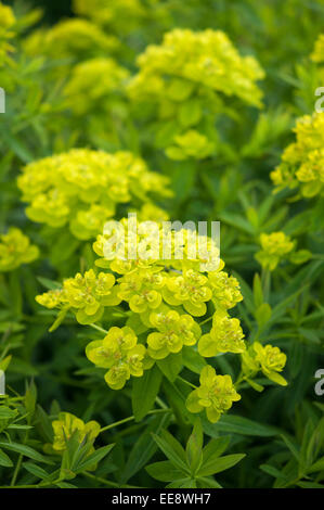 Euphorbia Palustris 'Walenburg Glorie dell' con vivaci giallo e verde fiore teste. Un inizio di estate pianta di giardino. Foto Stock