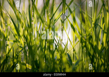 In erba lunga in estate il sole. Erbe di bosco verde brillante. Foto Stock