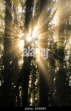 Uce di alberi attraverso raggi solari Foto Stock