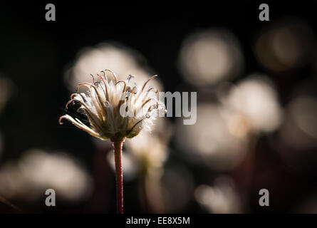 Appassiti tarassaco thistle nella luminosa luce posteriore Foto Stock