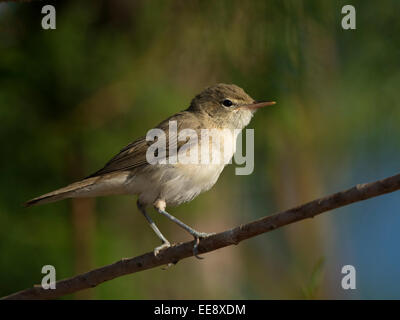 (Orientale) olivaceous trillo [Hippolais pallida] Blassspötter (Hippolais pallida) Foto Stock