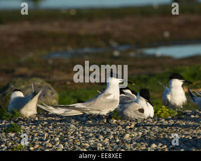 Sandwich tern [Thalasseus sandvicensis, syn.: Sterna sandvicensis] Brandseeschwalbe Foto Stock