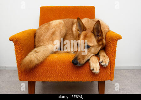 Brown mongrel dog giacenti nelle sedie di colore arancione Foto Stock