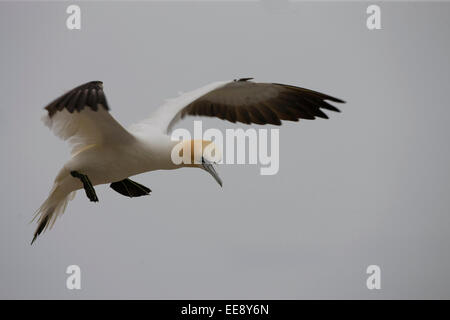 Gannet Flying Foto Stock