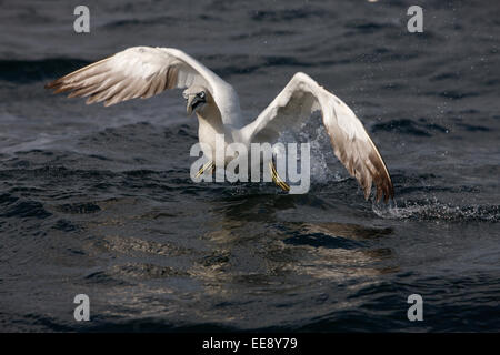 Gannett tenendo fuori dal mare Foto Stock