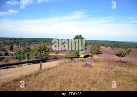 Campo di fioritura con fiori viola e boccole su prato aperto Foto Stock