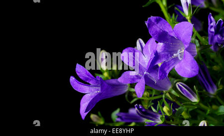 Close up dettaglio di una campanula (Campanula portenschlagiana). Foto Stock