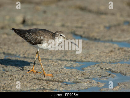 Spotted redshank [Tringa erythropus] Dunkle Wasserläufer (Tringa erythropus) Foto Stock