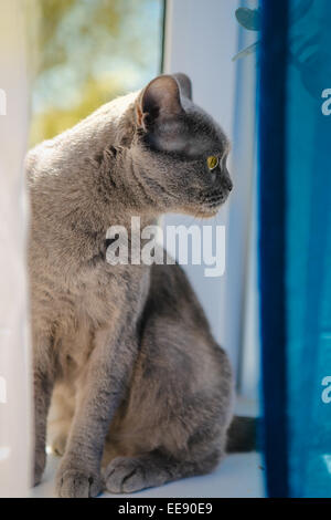 British blu capelli corti gattino Foto Stock