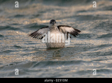 Tystie, nero guillemot [Cepphus grylle] Gryllteiste, Winterkleid, abito invernale Foto Stock