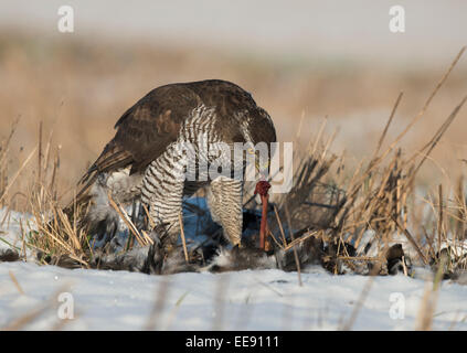 (Settentrionali) astore [Accipiter gentilis], Habicht, inverno, Germania Foto Stock