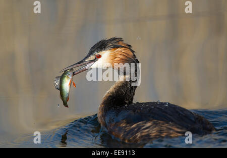 Haubentaucher, Svasso maggiore (Podiceps cristatus] Foto Stock