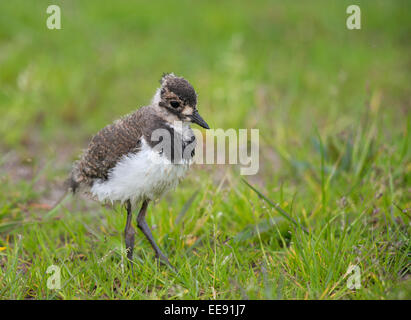 [Pavoncella Vanellus vanellus] Kiebitz, Germania Foto Stock