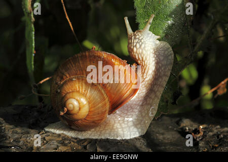 Una lumaca di Borgogna (Helix pomatia) in Europa centrale. La lumaca commestibile è un gasteropode. Foto Stock