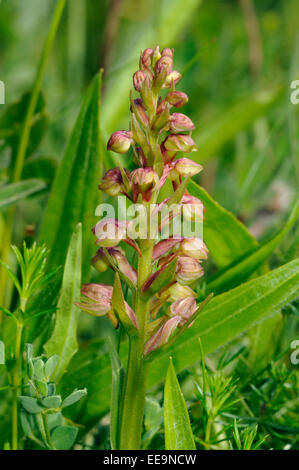 Rana - orchidea Dactylorhiza viride cresce su Machair, Ebridi Esterne Foto Stock