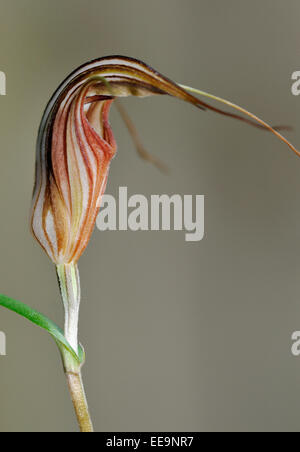 Scarlet Pterostylis o Greenhood Orchid - Pterostylis coccina dall Australia Foto Stock