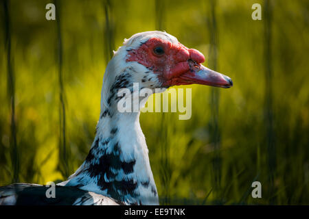 Profilo di un anatra muta Foto Stock