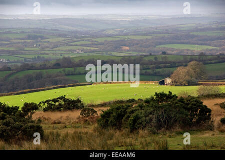 Dulverton e Exmoor comprendente un gruppo di Exmoor pony, Devonshire, REGNO UNITO Foto Stock