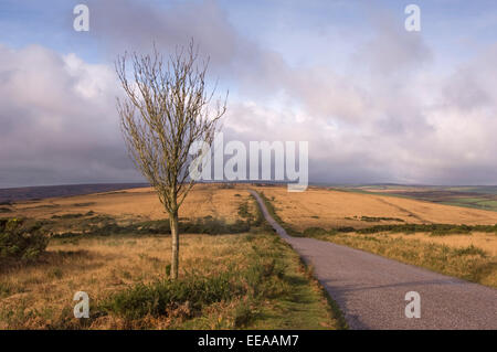 Dulverton e Exmoor comprendente un gruppo di Exmoor pony, Devonshire, REGNO UNITO Foto Stock