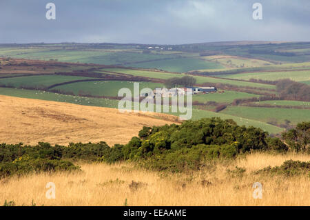 Dulverton e Exmoor comprendente un gruppo di Exmoor pony, Devonshire, REGNO UNITO Foto Stock