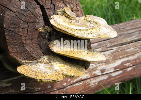 Polyporus squamosus funghi che crescono su un albero Foto Stock