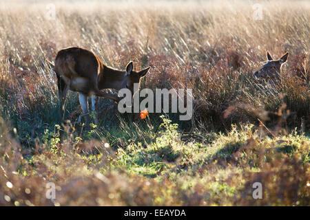 Signora cervo con fiore in winterly Richmond Park. Immagine ripresa durante la giornata soleggiata nel dicembre 2014 Foto Stock