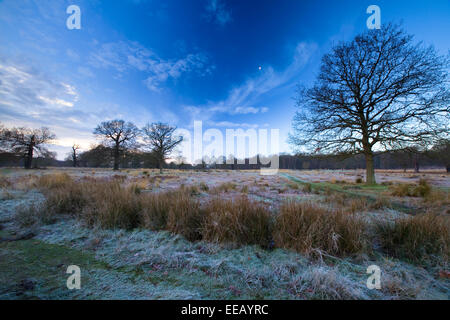Frosty mattina a Richmond Park, Londra Foto Stock