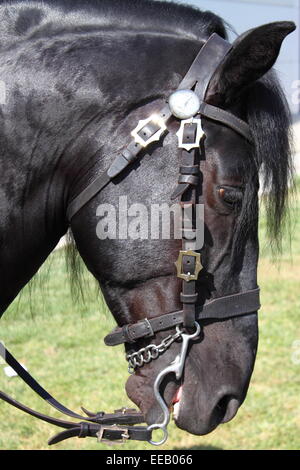 Ritratto di un nero cavallo frisone Foto Stock