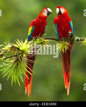 Coppia Scarlet Macaws Foto Stock