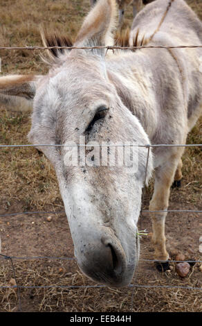 Asino (Equus africanus asinus) pascolando nella regione di Overberg del Western Cape Provinve, Sud Africa. Foto Stock