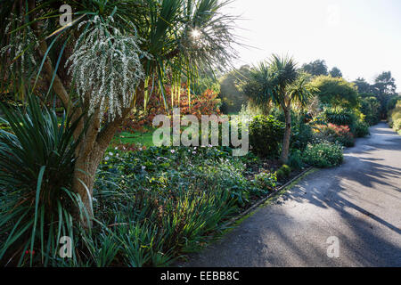 Ventnor Botanic Garden, Isola di Wight Foto Stock