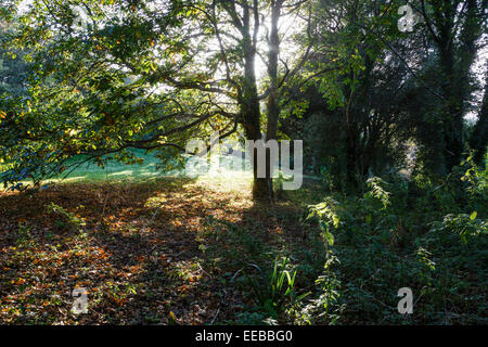 Ventnor Botanic Garden, Isola di Wight Foto Stock