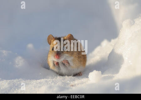 Strisce campo Mouse nella neve sulla soleggiata giornata invernale Foto Stock