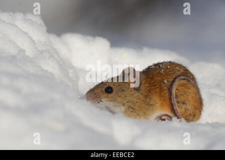 Strisce campo Mouse nella neve sulla soleggiata giornata invernale Foto Stock