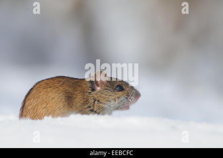 Strisce campo Mouse nella neve sulla soleggiata giornata invernale Foto Stock