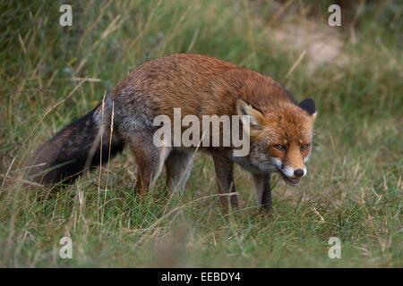 Red Fox [Vulpes vulpes], Rotfuchs (Vulpes vulpes vulpes) Foto Stock