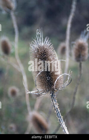 Thistle secco nel campo sminuisce l'autunno e l'inverno. Foto Stock