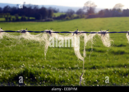 La lana di pecora catturato sul filo spinato in primavera Foto Stock