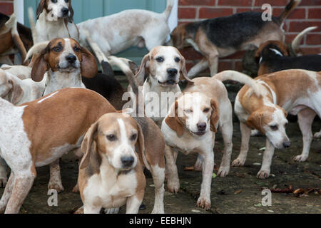 Hill Top Farm, Oakham, Rutland, UK. Il 15 gennaio, 2015. Beagles di dieci Pipewell pack all'incontro tenutosi a Hill Top Farm, Oakham, Rutland, Inghilterra. Credito: Jim Harrison/Alamy Live News Foto Stock