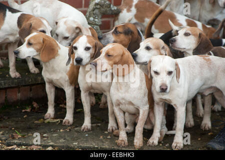 Hill Top Farm, Oakham, Rutland, UK. Il 15 gennaio, 2015. Beagles di dieci Pipewell pack all'incontro tenutosi a Hill Top Farm, Oakham, Rutland, Inghilterra. Credito: Jim Harrison/Alamy Live News Foto Stock