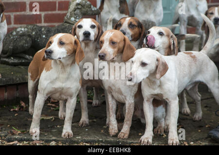 Hill Top Farm, Oakham, Rutland, UK. Il 15 gennaio, 2015. Beagles di dieci Pipewell pack all'incontro tenutosi a Hill Top Farm, Oakham, Rutland, Inghilterra. Credito: Jim Harrison/Alamy Live News Foto Stock