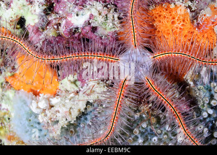 Spugna stella fragile, Ophiothrix suensonii, Bonaire, Caraibi Paesi Bassi, dei Caraibi Foto Stock